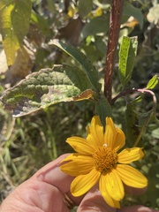 Heliopsis helianthoides