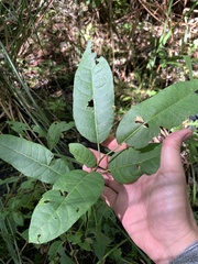 Image of Salix floridana