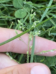 Poa pratensis