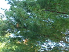 Pinus strobus