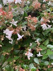 Abelia