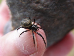 Steatoda albomaculata