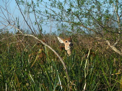 Blastocerus dichotomus