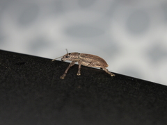 Brachyderes incanus
