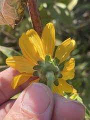 Heliopsis helianthoides