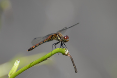 Sympetrum frequens
