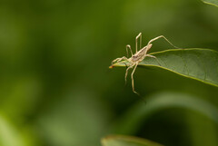 Odiellus troguloides
