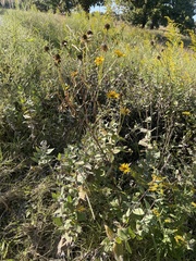 Heliopsis helianthoides