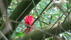 Pachystachys spicata