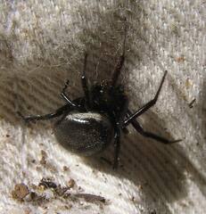 Steatoda albomaculata