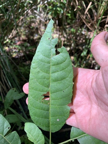 Salix floridana image