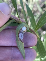 Asteromyia carbonifera