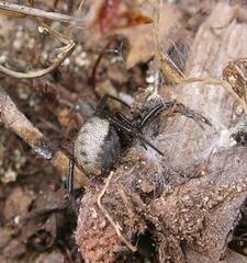 Steatoda albomaculata