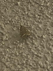 Loxostege sticticalis