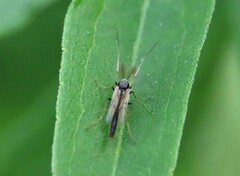 Chironomoidea