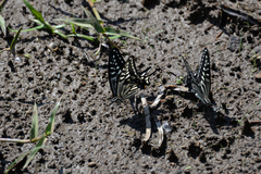 Papilio xuthus