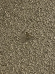 Loxostege sticticalis