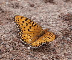 Speyeria edwardsii