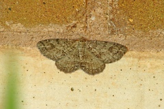 Melanolophia