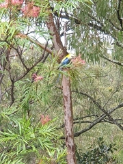 Platycercus adscitus