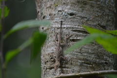 Anolis schiedii