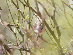 Phytotoma rutila