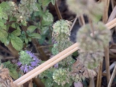 Mentha pulegium