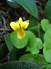 Viola biflora