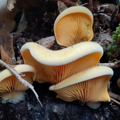 Phyllotopsis nidulans