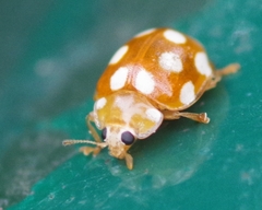 Vibidia duodecimguttata