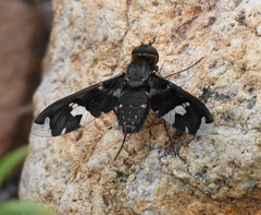 Exoprosopa decora