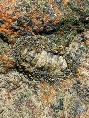 Polyplacophora