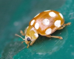 Vibidia duodecimguttata