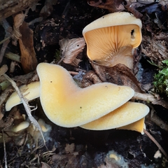 Phyllotopsis nidulans