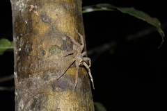 Phoneutria boliviensis