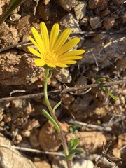 Calendula suffruticosa