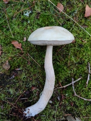 Leccinum holopus