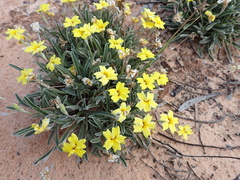 Goodenia willisiana