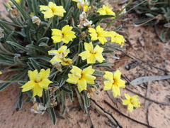 Goodenia willisiana
