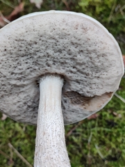Leccinum holopus