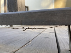 Megaphasma denticrus