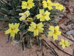 Goodenia willisiana