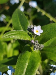 Myosotis sylvatica