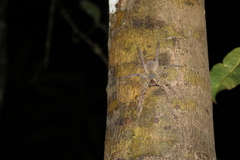 Phoneutria boliviensis