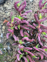 Carpobrotus modestus