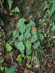 Begonia palmata