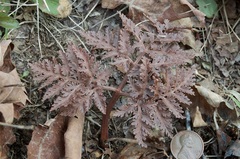 Sceptridium dissectum dissectum