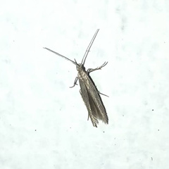 Coleophora mayrella