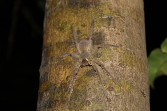 Phoneutria boliviensis