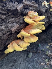 Laetiporus conifericola